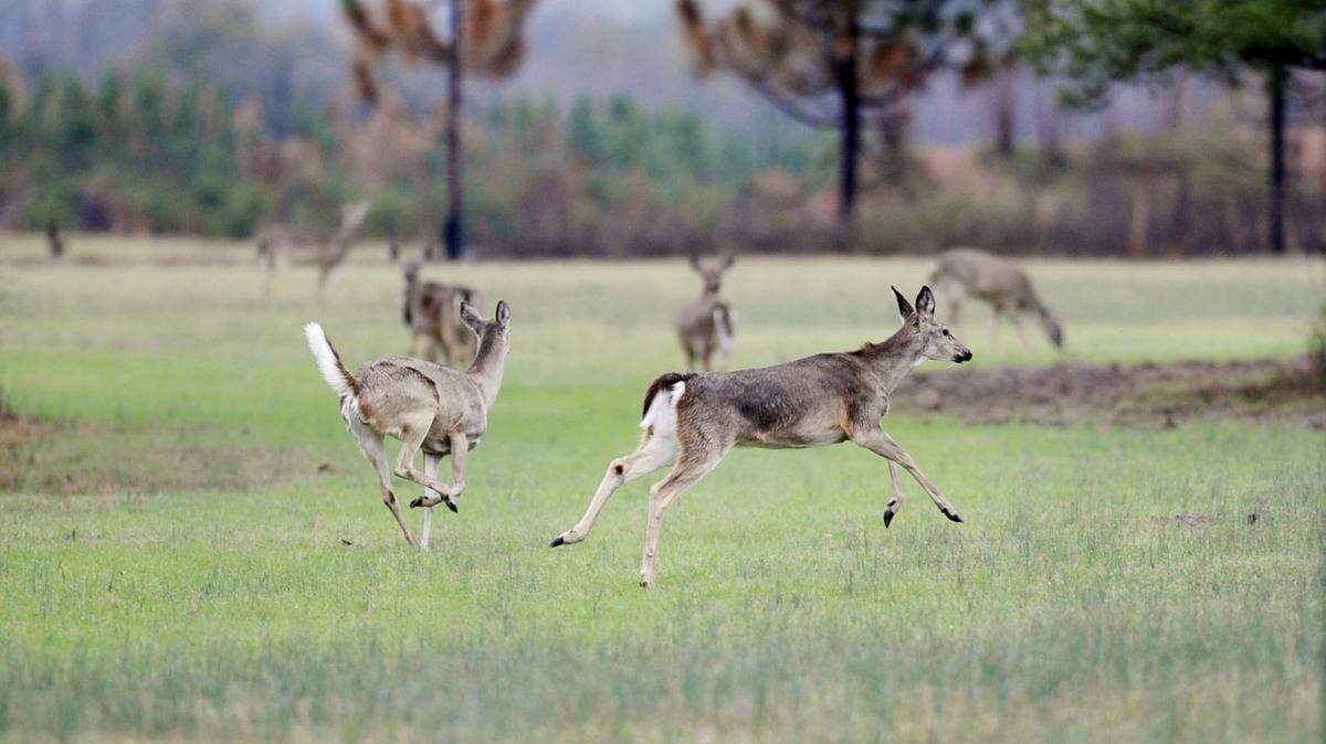 Deer run near U.S. 129 in Twiggs County in this Telegraph file photo.