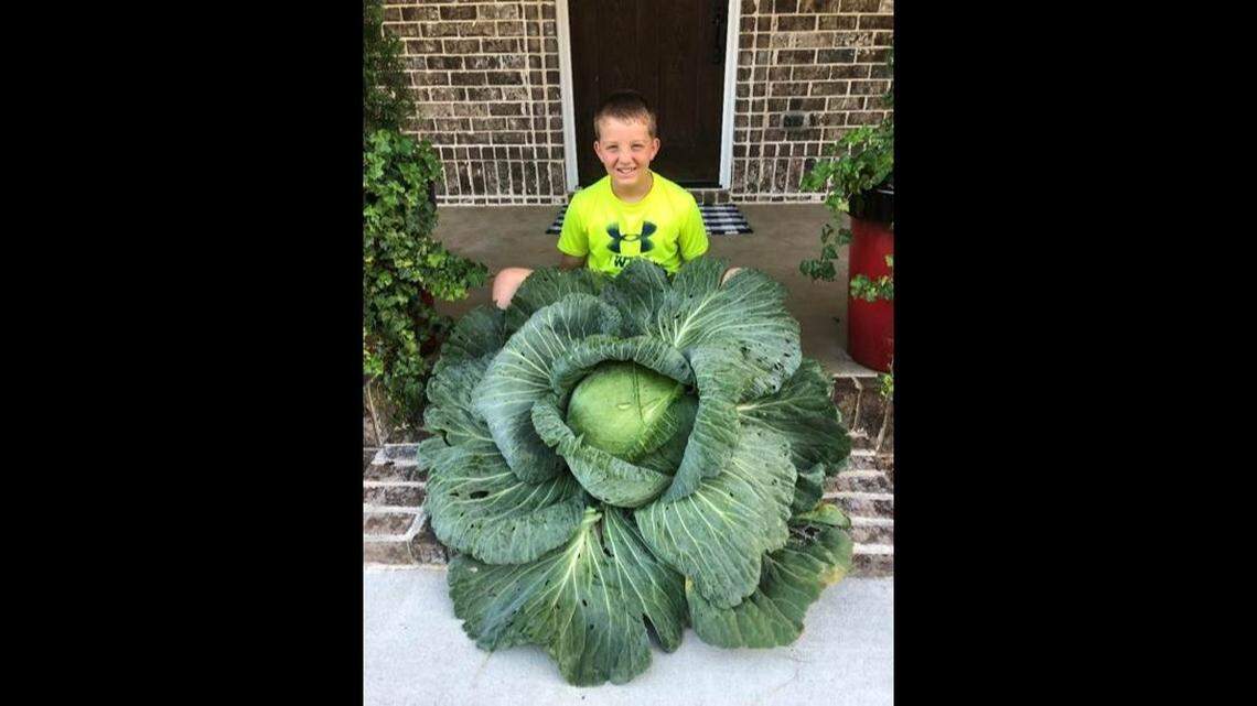 This Kathleen student grew award-winning 20-pound cabbage, plus other Middle GA awards