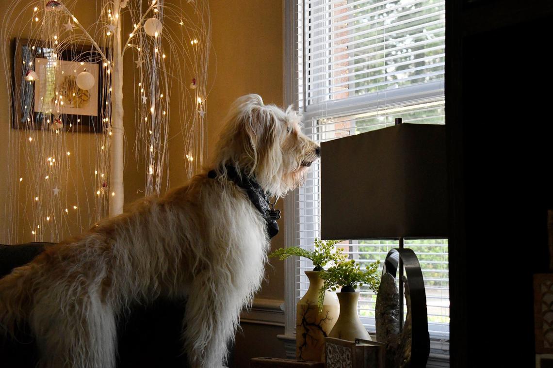Jellybean, Petamorphosis owner Lynne Pettite’s dog, sits in the window at Petamorphosis on Thursday, June 6, 2024, in Macon, Georgia. Jellybean also acts as the business’ emotional support dog. Pettite said that Jellybean often sits with individuals that come in to discuss the aquamation process.