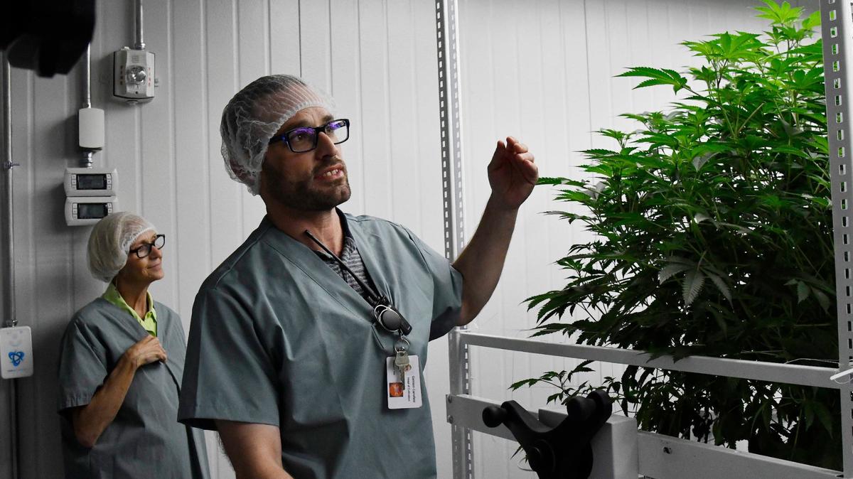 Garrison Carrafield (right) shares information about the cannabis plants with tour participants as Mary Adams (left) listens on Wednesday, May 29, 2024, at the Fine Fettle cannabis cultivation and extraction facility in Macon, Georgia. Fine Fettle aims to bring medical marijuana production to Georgia and is set to open six dispensaries around the state, including in Macon. Fine Fettle cannabis growth, THC extraction, product creation and packaging for Georgia will all be housed in the new facility in Macon.