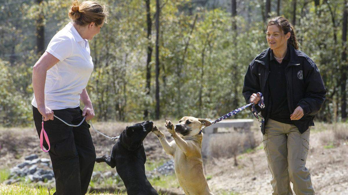 Animal_Welfare