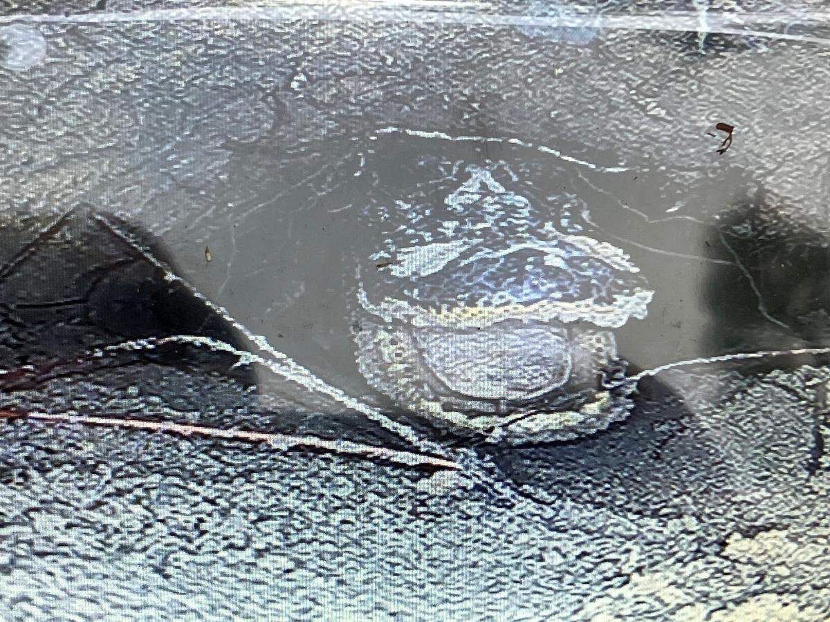 This alligator was seen in a gopher hole. Yikes!