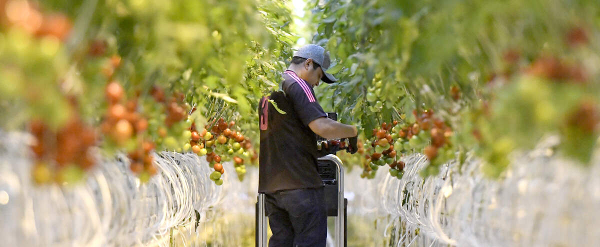 On-the-vine tomatoes were picked on Dec. 14 in a Pure Flavor greenhouse in Peach County.