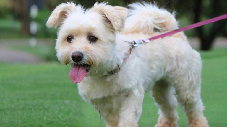 How hot does GA have to be that leaving your dog outside is illegal? Here’s what to know