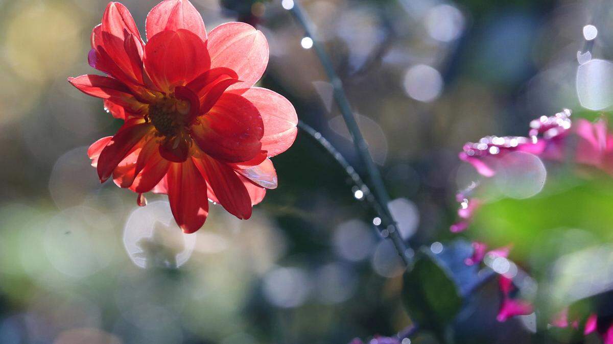 Early morning sunlight glistens on a dahlia in Dr. John Learner's hidden hillside garden near his office in Cuyahoga Falls, Ohio, in October.