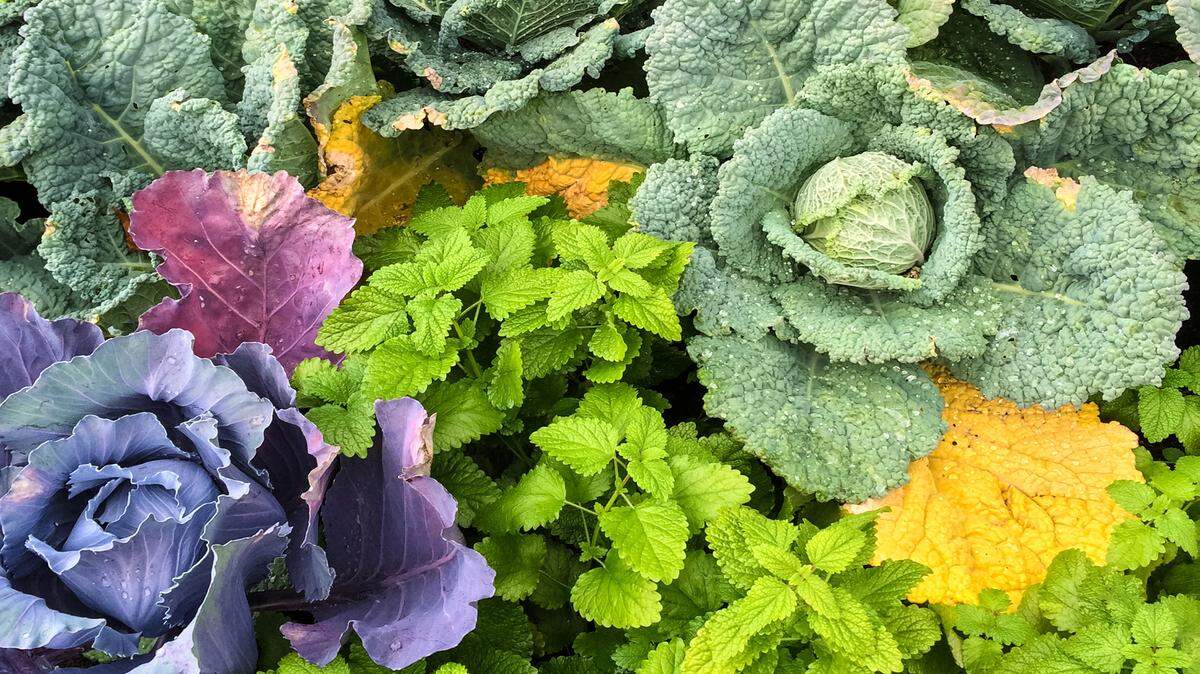 Gardens flourish with the right combinations of plants.