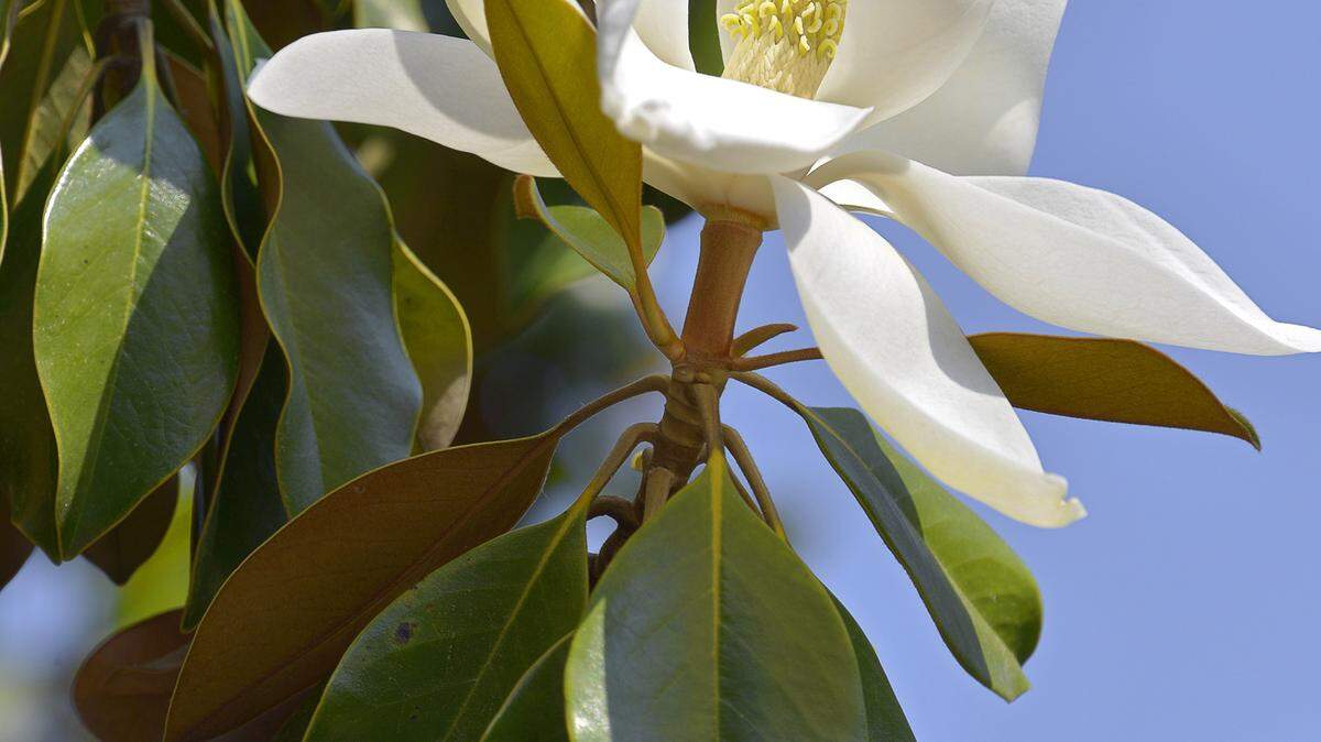 A flowers bloom on a southern magnolia.