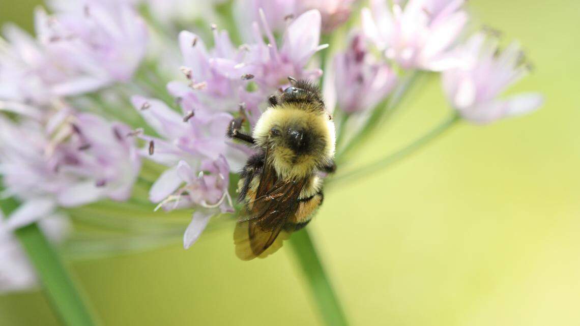 Want to help save the bees? Georgia field studies offer a chance to do so
