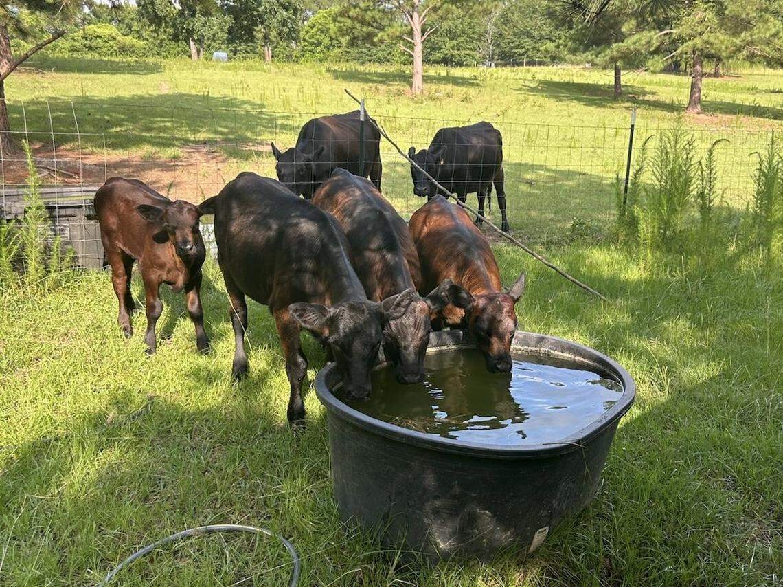 Cattle that are grass-fed and pasture-raised are on the earth longer to poop and burp more methane than factory farm cows.