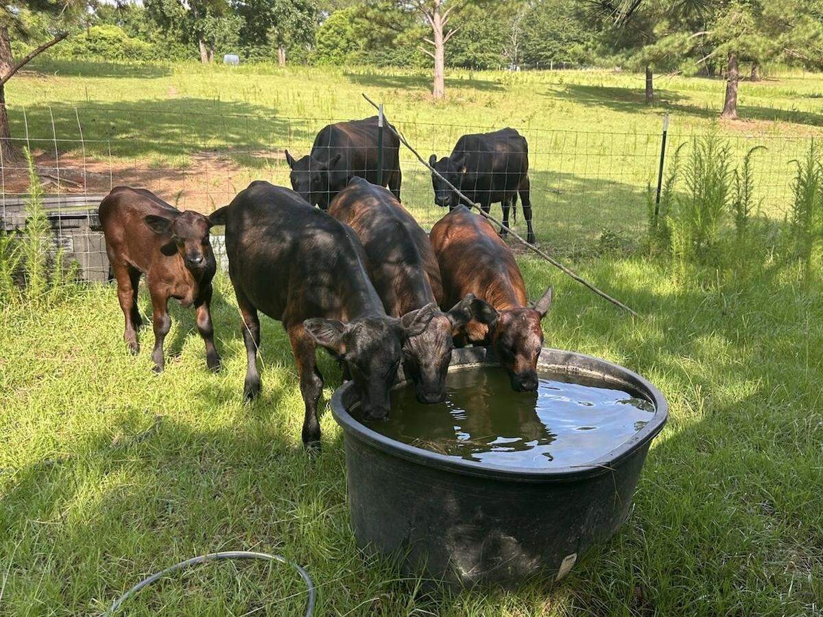 All of Rachid Chafyaay’s cattle are grass-fed and pasture-raised.