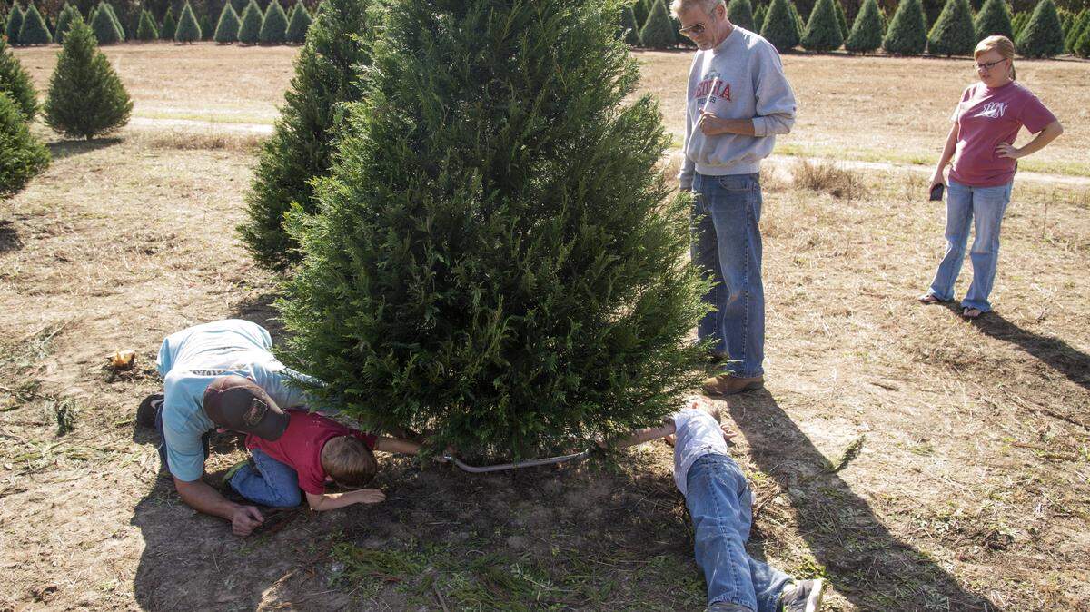 Amber Griffin and her father Gary Argo watch as her husband Steven Griffin gets help from their sons Ayden, 7, and Brantley, 5, while cutting a Leyland cypress at Sandy Creek Christmas Tree Farm on  Saturday.