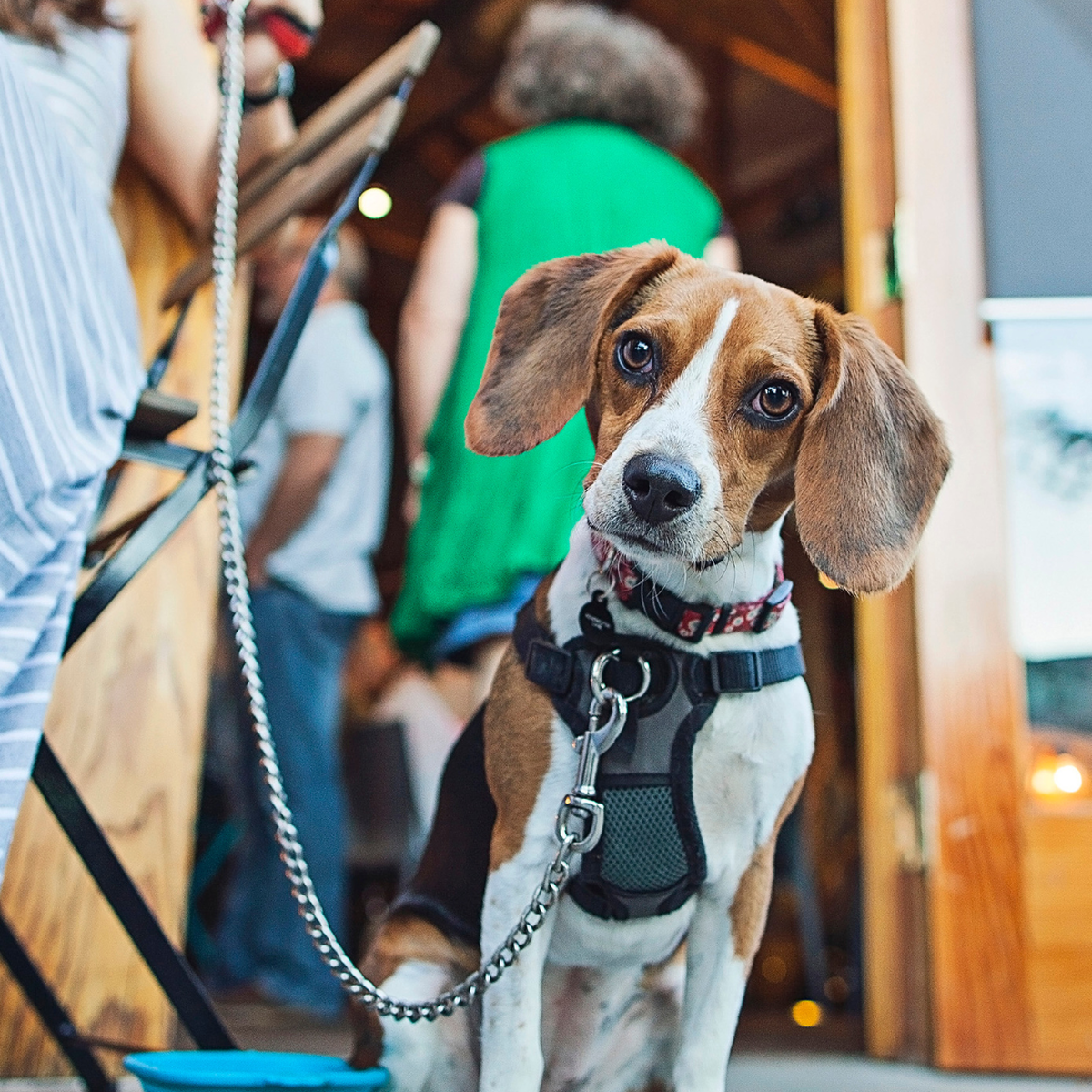 Woof, woof, hooray! Macon has plenty of dog-friendly restaurants.