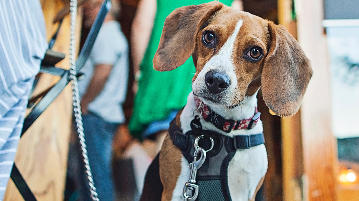 Woof, woof, hooray! Macon has plenty of dog-friendly restaurants.