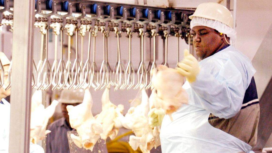 Perdue farms associate Jermica Miller grades chickens at the Perry production plant in this 2005 Telegraph file photo.