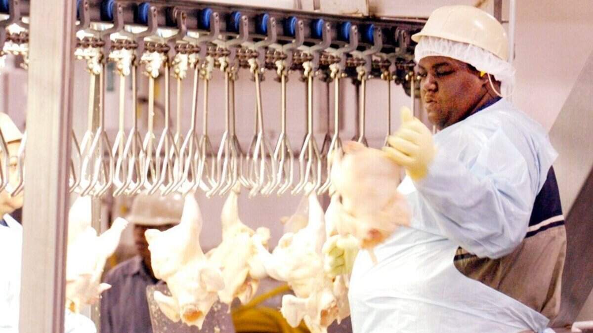 Perdue farms associate Jermica Miller grades chickens at the Perry production plant in this 2005 Telegraph file photo.