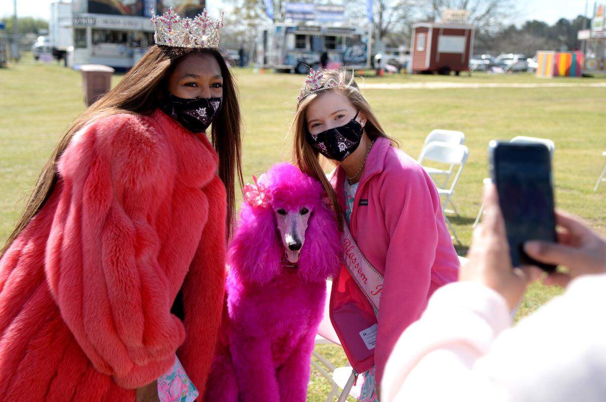 Cherry Blossom Festival Queen Alicia Ford and Princess Catie Beth Stejskal pose for a picture with pink poodle Cherry Friday prior to the opening ceremonies for the Cherry Blossom Festival at Carolyn Crayton Park.