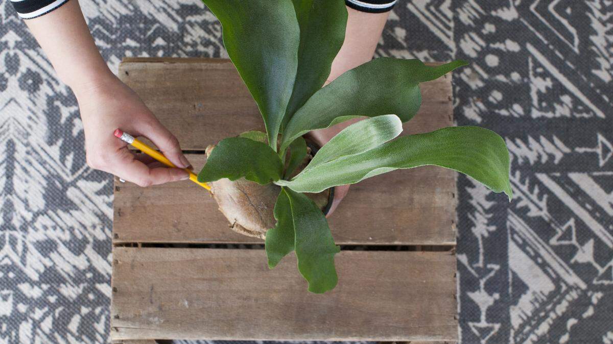 Step 1: Using the pencil, race a circle an inch wider than the diameter of the pot your fern is in; it doesn't have to be perfect! 