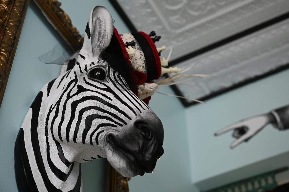 A zebra head statue wearing a Victorian hat hangs on the wall inside a picture frame in the new Mad Hatter Cafe & Confections in Warner Robins.