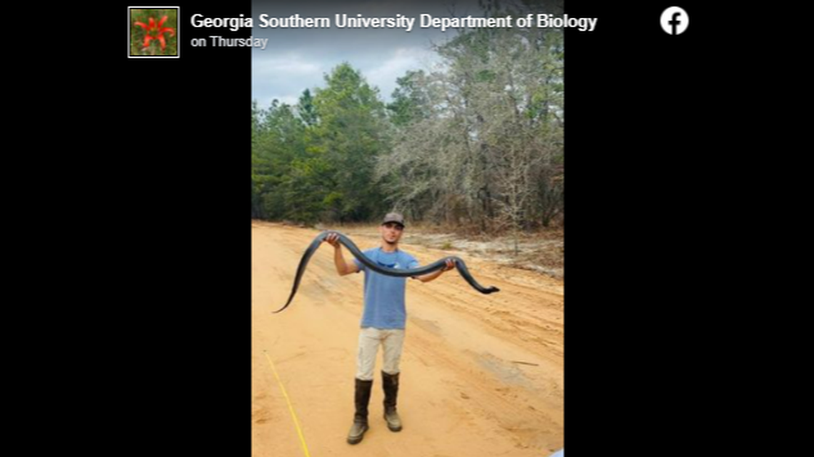 A 7-foot, 7-inch long indigo snake found at Fort Stewart, Georgia, is big even for a snake considered to be the longest native snake species in the U.S. 