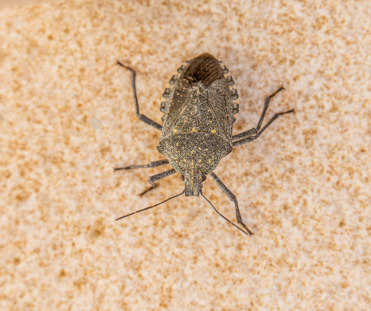 Stink bugs and how to get rid of them