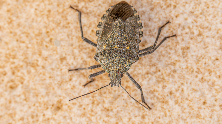 Stink bugs are invading GA homes right now. Here’s why and how to keep them out