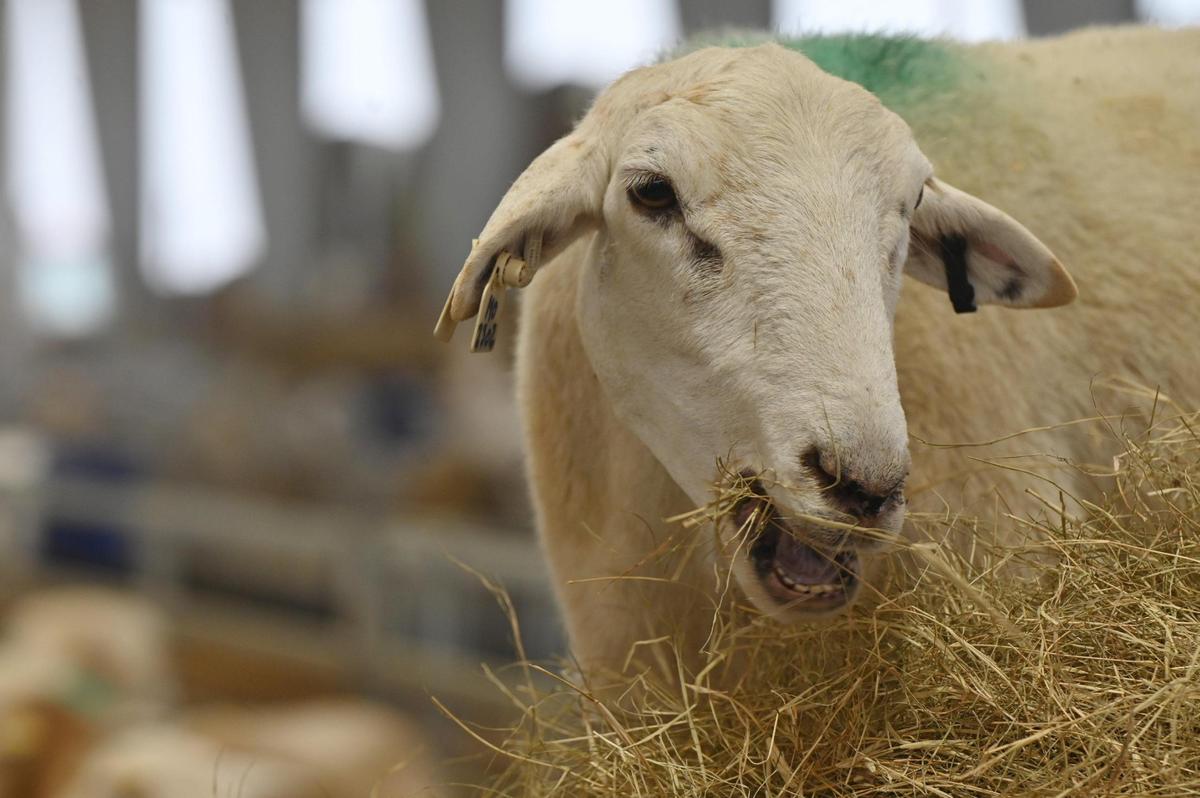 An ewe eats hay inside of the Silicon Ranch lambing barn on Wednesday, Feb. 12, 2025, at Houston Solar Project in Elko, Georgia. The lambing barn, which finished in late 2023, currently holds hundreds of sheep and lambs, which are monitored, recorded and then released out to the pasture. Silicon Ranch breeds its own sheep to enhance parasite resistance and to adapt to the climate in the southeast.
