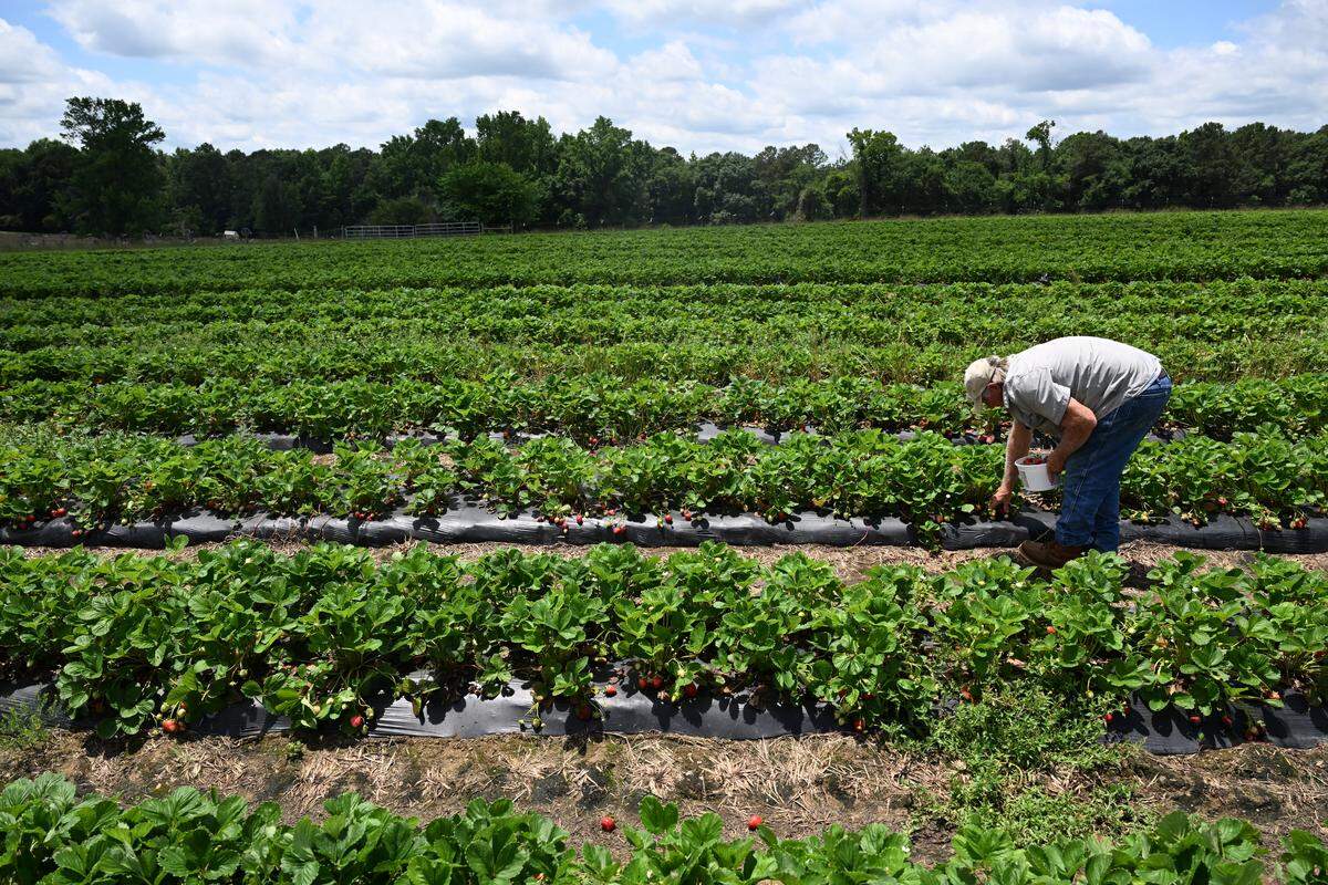 Russ Elliott picks strawberry from his field at Elliott Farms on Monday, June 1, 2026, in Lizella, Georgia. Elliott said he had his best crop of strawberries in years due to a dry spring. 