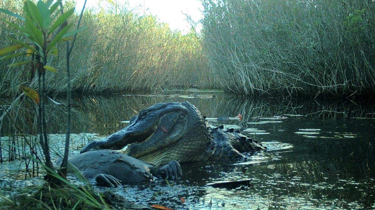 The discovery of a dead beaver in Okefenokee Swamp Park inspired Georgia biologists to put a camera on it and see who showed up first to eat it. This allgator came first.