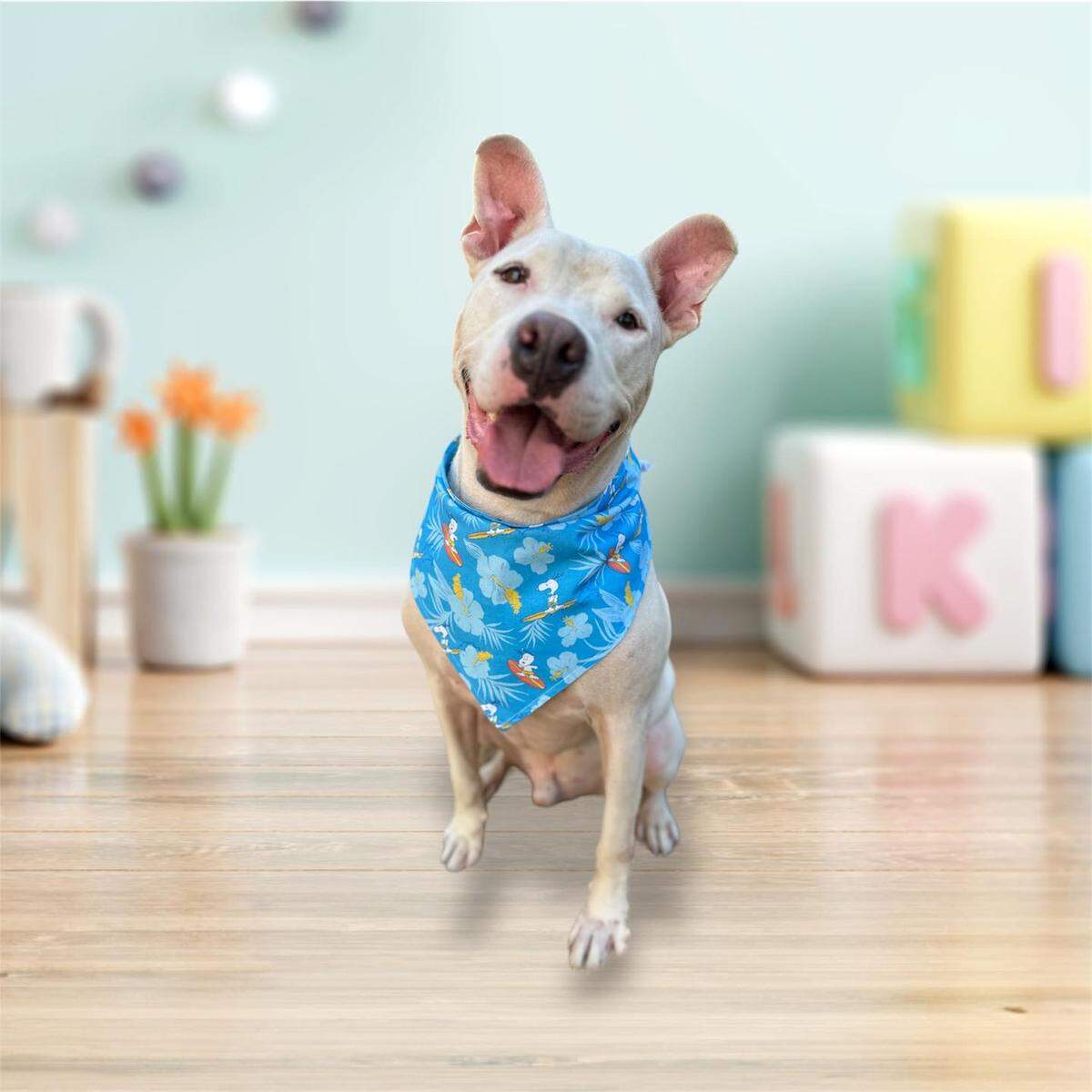 Paulie is ready for adoption at All About Animals Rescue.