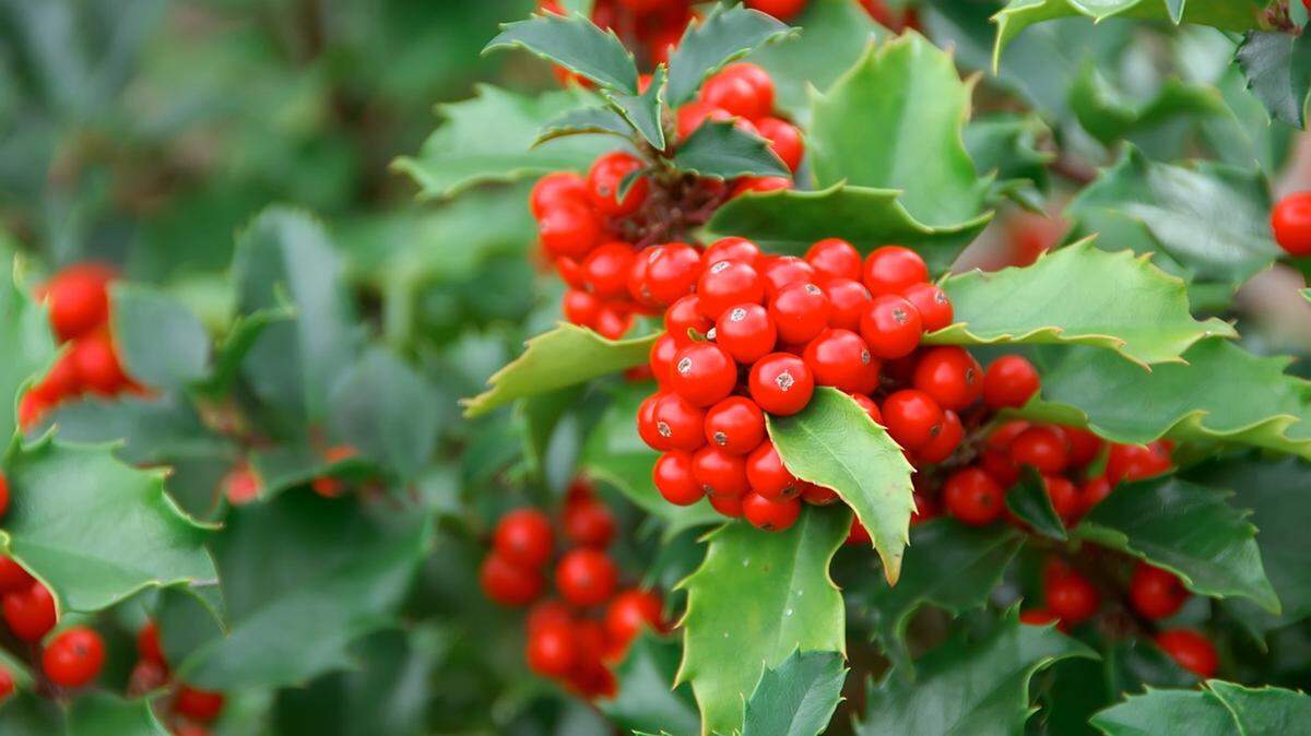 Beautiful hollies have red berries and green foliage that look perfect for indoor decorations.