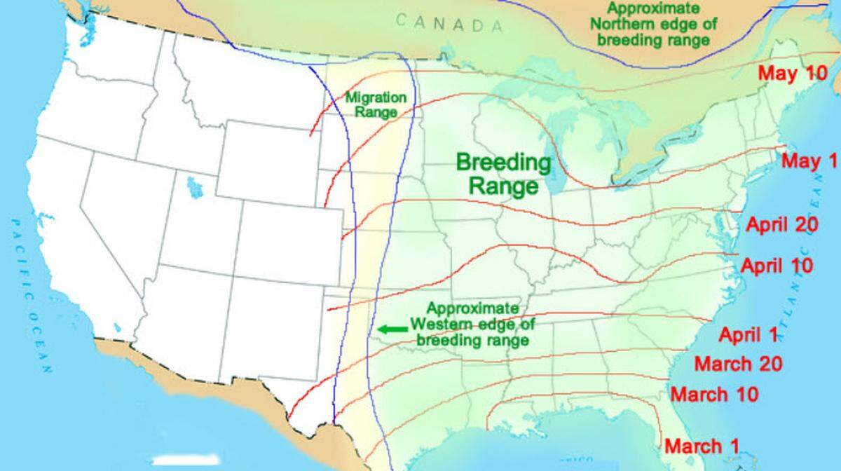 This migration map shows when hummingbirds begin and end their springtime migration. From start to finish, it takes about two months for these little creatures to get where they need to be before summer.