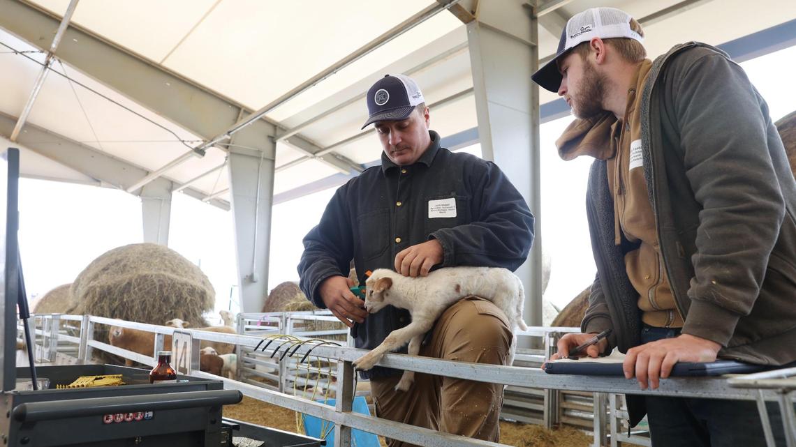 Why 1,000 sheep graze this Houston County solar farm, and why it helps economy