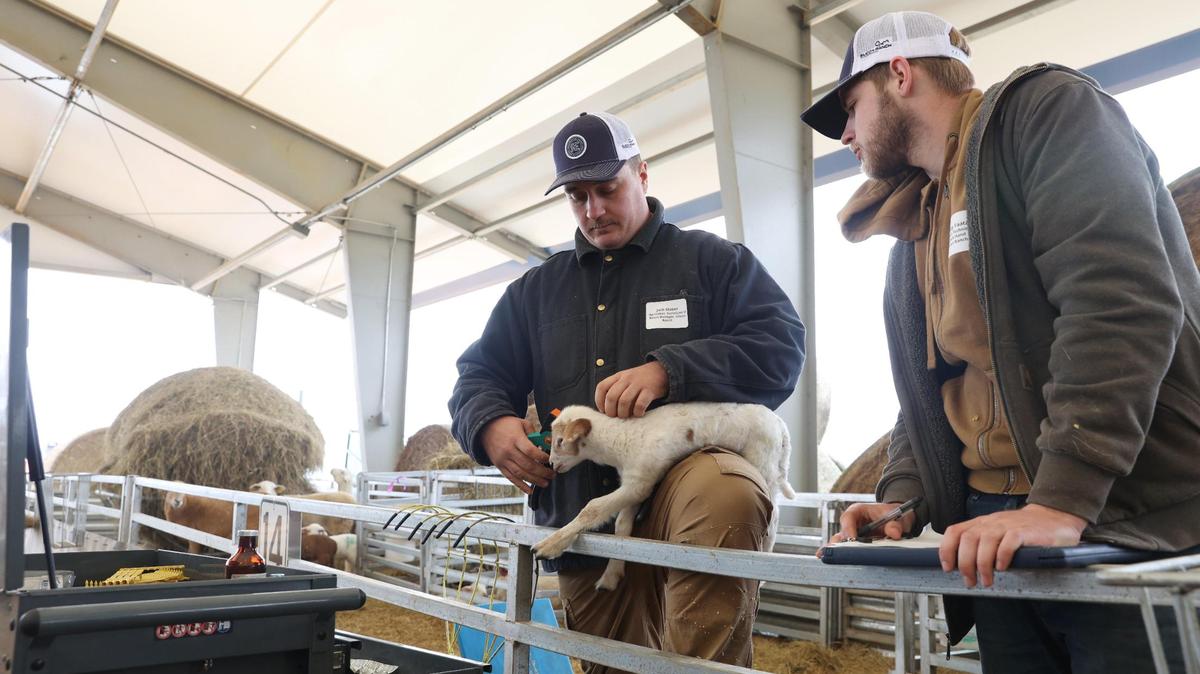 Houston Solar Project ranch manager Jack Mason (left) tags a lamb’s ear while Houston Solar Project ranch hand Buddy Faatz assists on Wednesday, Feb. 14, 2025, at Houston Solar in Elko, Georgia. Before lambs and their families are released into the pasture, ranch staff tag lambs’ ears with a Bluetooth chip tag that will track their weight throughout their lives.