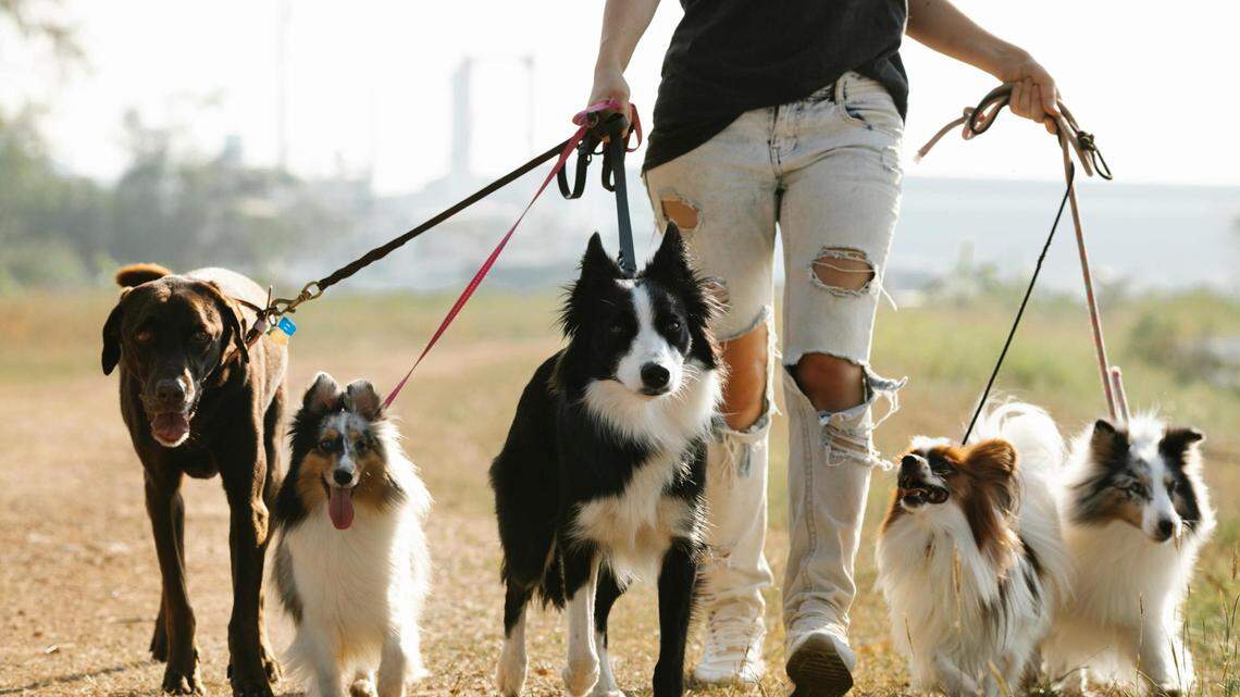 Why are Macon & Warner Robins ranked among the worst cities in the US to walk your dog?