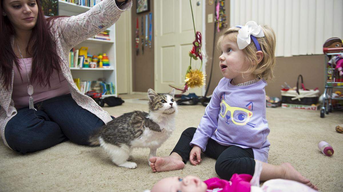 Simone Tipton, left, jangles a cat toy while her daughter Scarlette, 2, watches while playing with their new 3-month-old kitten, Doc. Tipton and her husband searched for six months to find an amputee cat for their daughter, who has an amputated arm after being diagnosed with cancer.