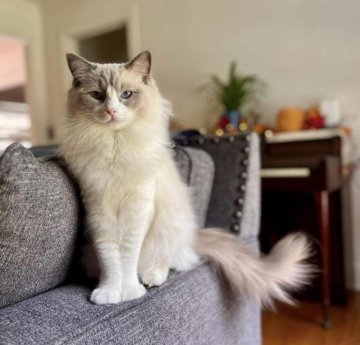 Seymour, the winner of our cutest cat poll in Macon, Georgia.