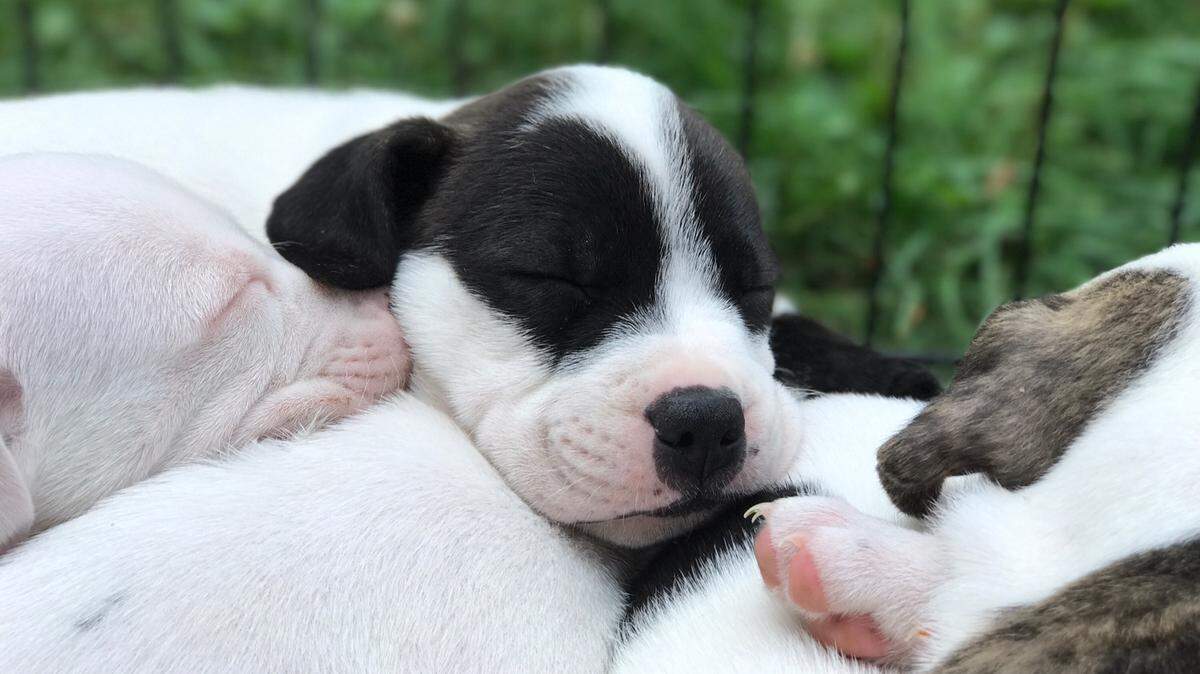 Juniper, a 7-month-old American bulldog mix conceived in Macon, will be featured in Animal Planet's Puppy Bowl on Super Bowl Sunday Feb. 4, 2017.