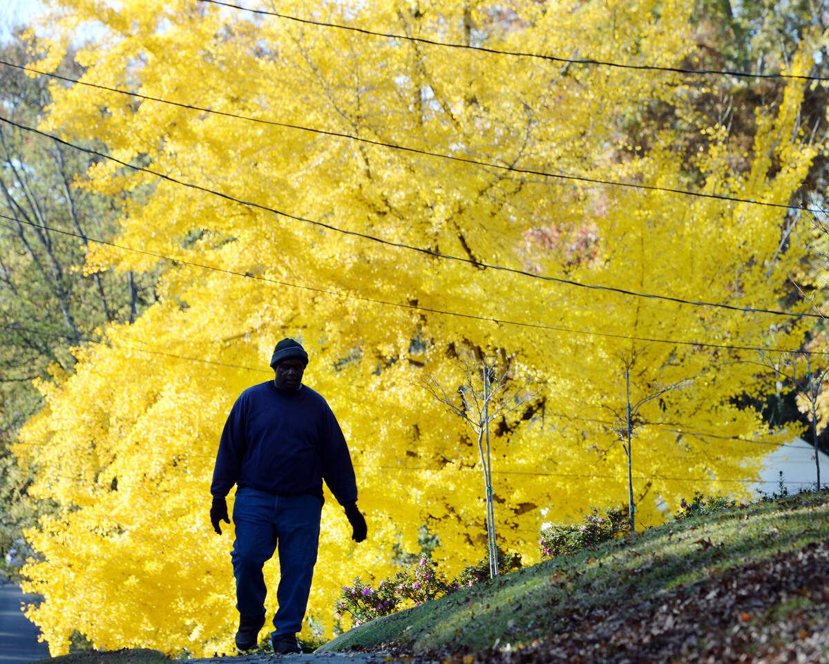 Calvin Jones makes his way up Ingleside Avenue in late November bundled up against the wind--but said the thing that took his breath away was the brilliant fall color of a large ginkgo tree he’d just passed. “It’s a beautiful thing to be outside and to be in God’s work,” said Jones.