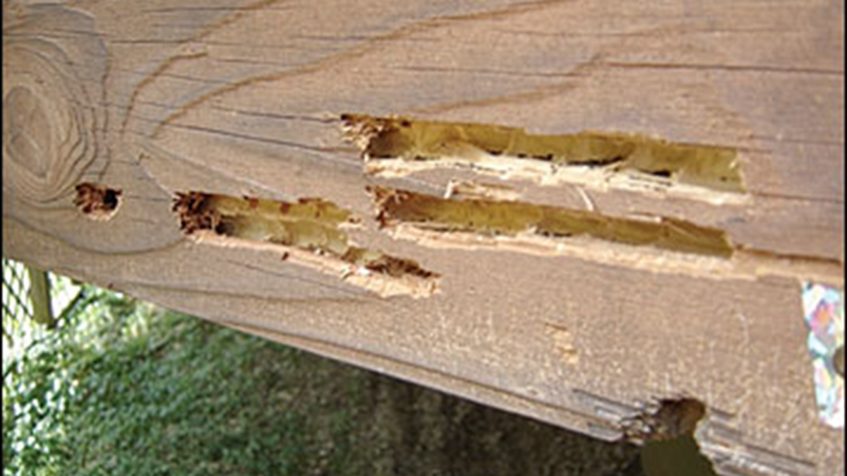 Carpenter bees can attract woodpeckers and lead to lots of damage to Georgia homes. Woodpeckers tend to feed in one spot for long periods of time and can cause significant damage to homes when foraging for carpenter bee larvae, said the UGA Cooperative Extension Office.