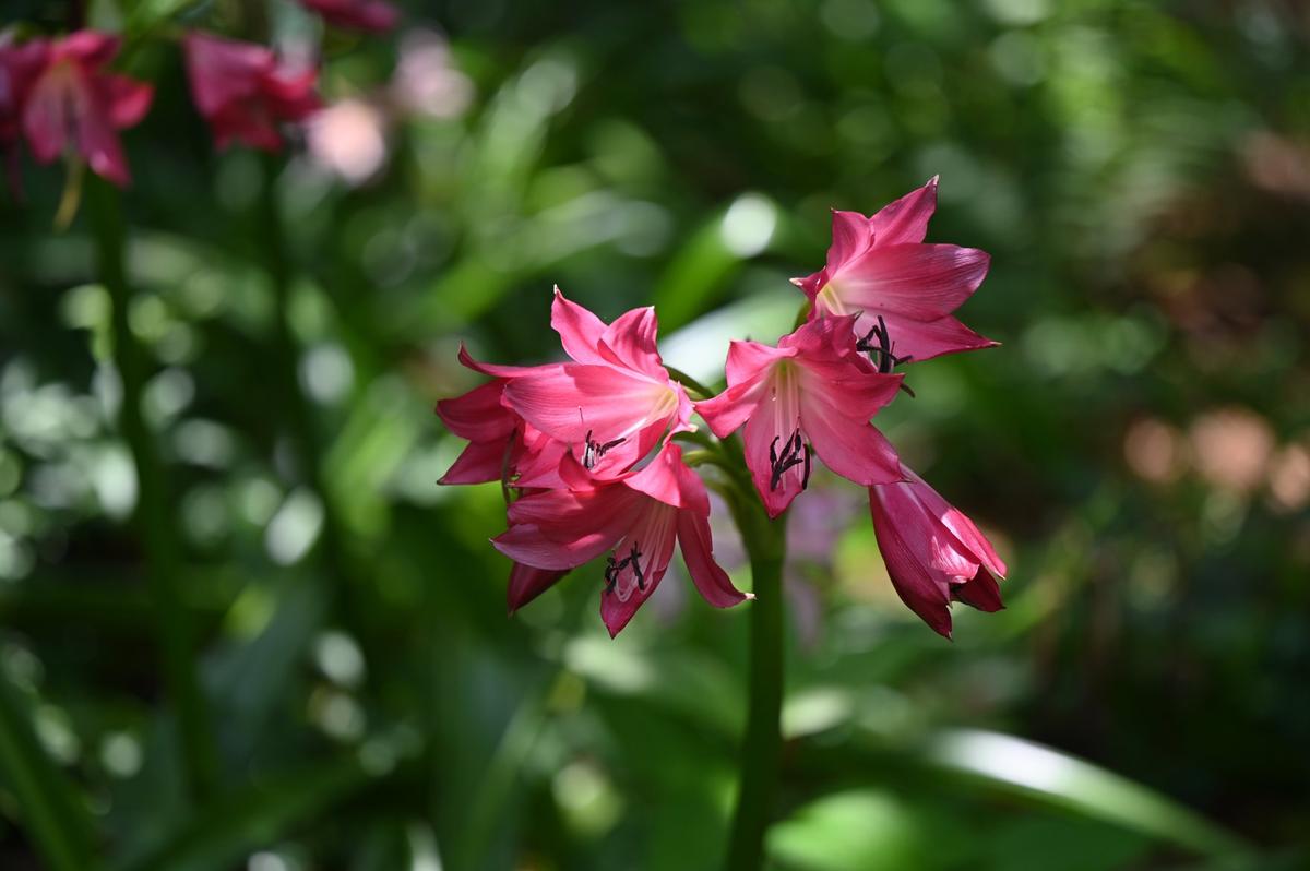 A variation of crinum lilly sits in the Children’s Garden at Massee Lane Gardens on Wednesday, July 17, 2024, in Fort Valley, Georgia. Massee Lane Gardens became the headquarters of the American Camellia Society in 1966 and features acres of gardens year-round.