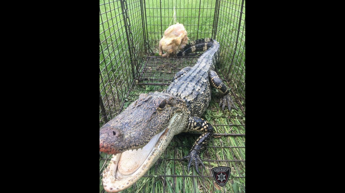 An alligator lurking in a Georgia pond was finally lured out when an officer brought it a raw chicken, officials said.