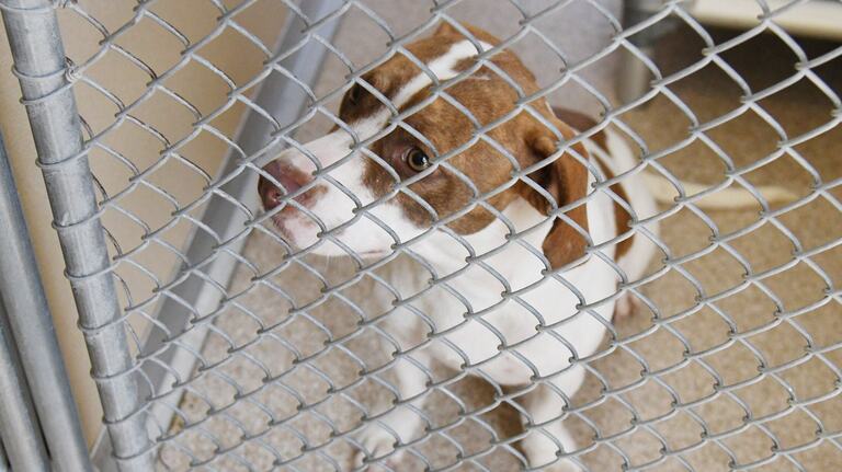 ‘Cannot solve it quickly.’ With shelter full, Macon tries to reduce number of stray dogs