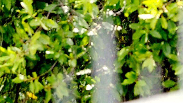 The Lauren Giddings case through photos