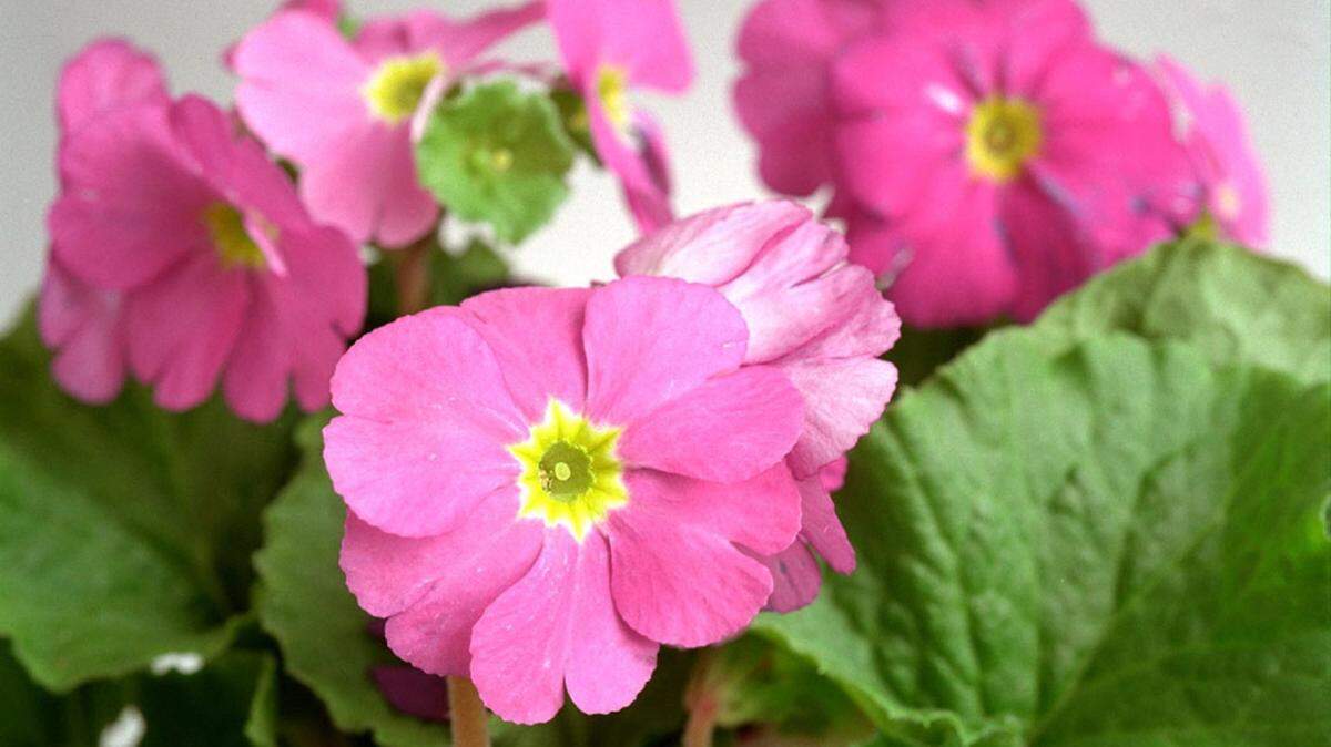 Polyanthus primroses are another beauty for the indoor winter landscape and come in many beautiful colors.