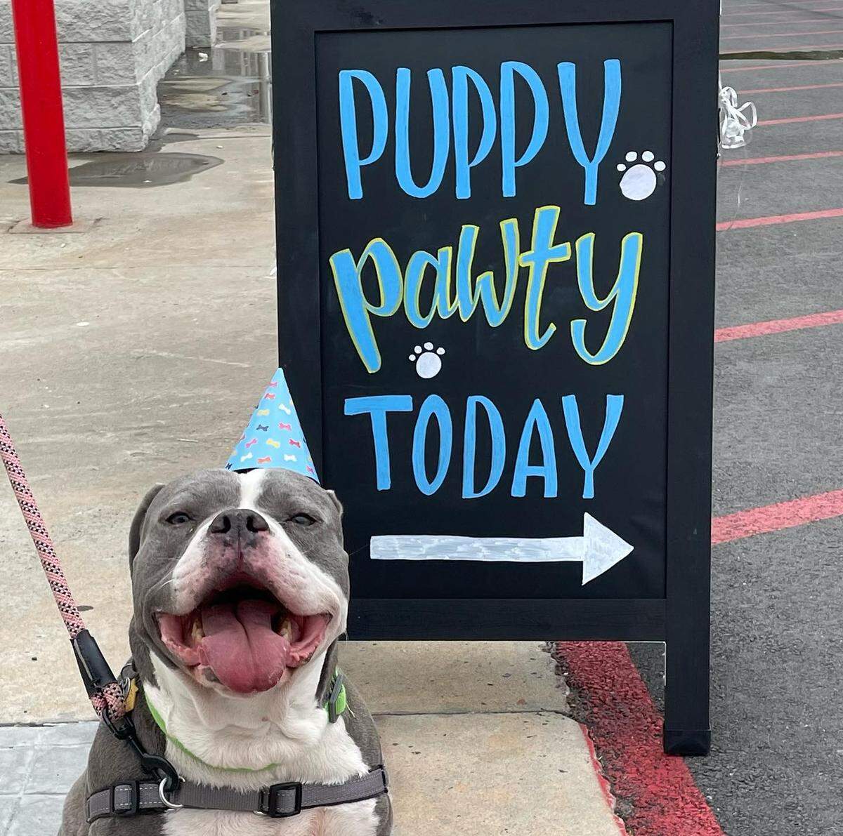 Best Friends Doggy Daycare inside the Walmart on Harrison Rd in Macon offers puppy playtime while owners shop. The daycare also offers Puppy Pawtys, which are birthday parties or special celebrations for dogs.