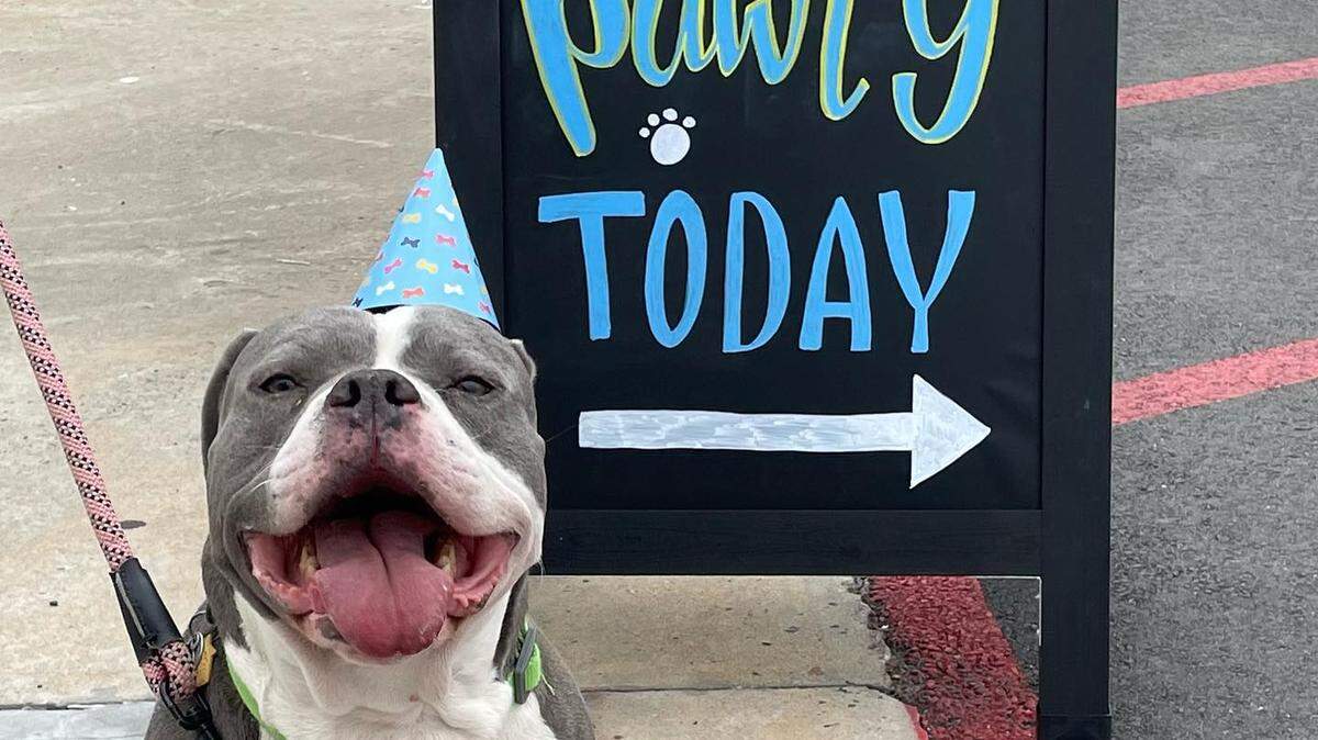 Best Friends Doggy Daycare inside the Walmart on Harrison Rd in Macon offers puppy playtime while owners shop. The daycare also offers Puppy Pawtys, which are birthday parties or special celebrations for dogs.