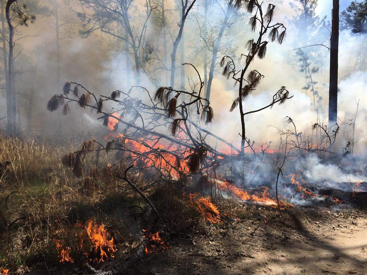 A fallen pine tree smolders during a prescribed fire at the Joseph W. Jones Center at Ichauway Plantation in southwest Georgia on March 6, 2019.