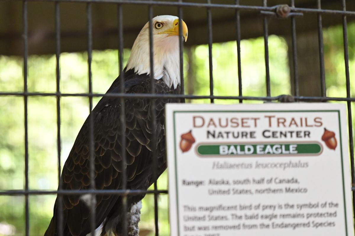A bald eagle sits in an enclosure at Dauset Trails Nature Center on Thursday, July 11, 2024, in Jackson, Georgia. All of the wild animals that have been brought to center have been injured, orphaned or are considered nuisance animals and are all Georgia native.