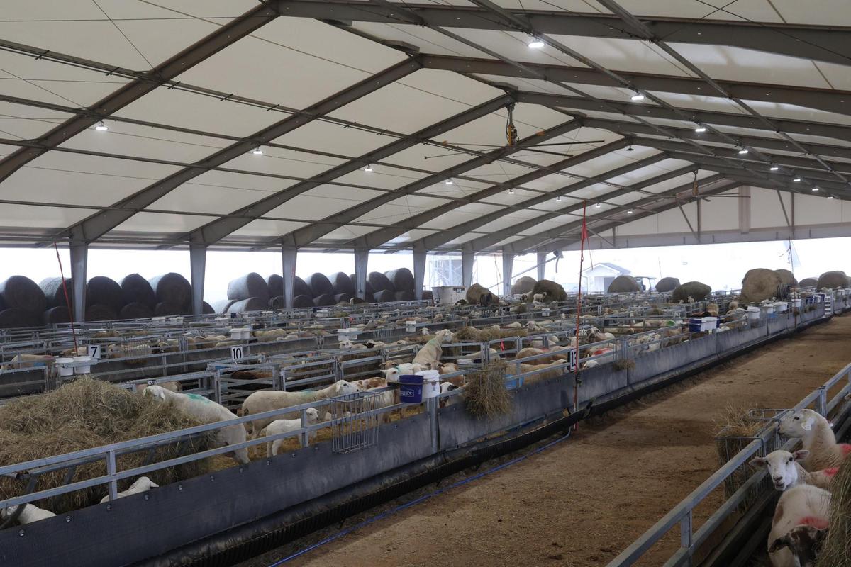 Ewes and lambs stand inside of the Silicon Ranch lambing barn at Houston Solar Project on Wednesday, Feb. 12, 2025, in Elko, Georgia. The lambing barn, which finished in late 2023, currently holds hundreds of sheep and lambs, which are monitored, recorded and then released out to the pasture. Silicon Ranch breeds its own sheep to enhance parasite resistance and to adapt to the climate in the southeast.