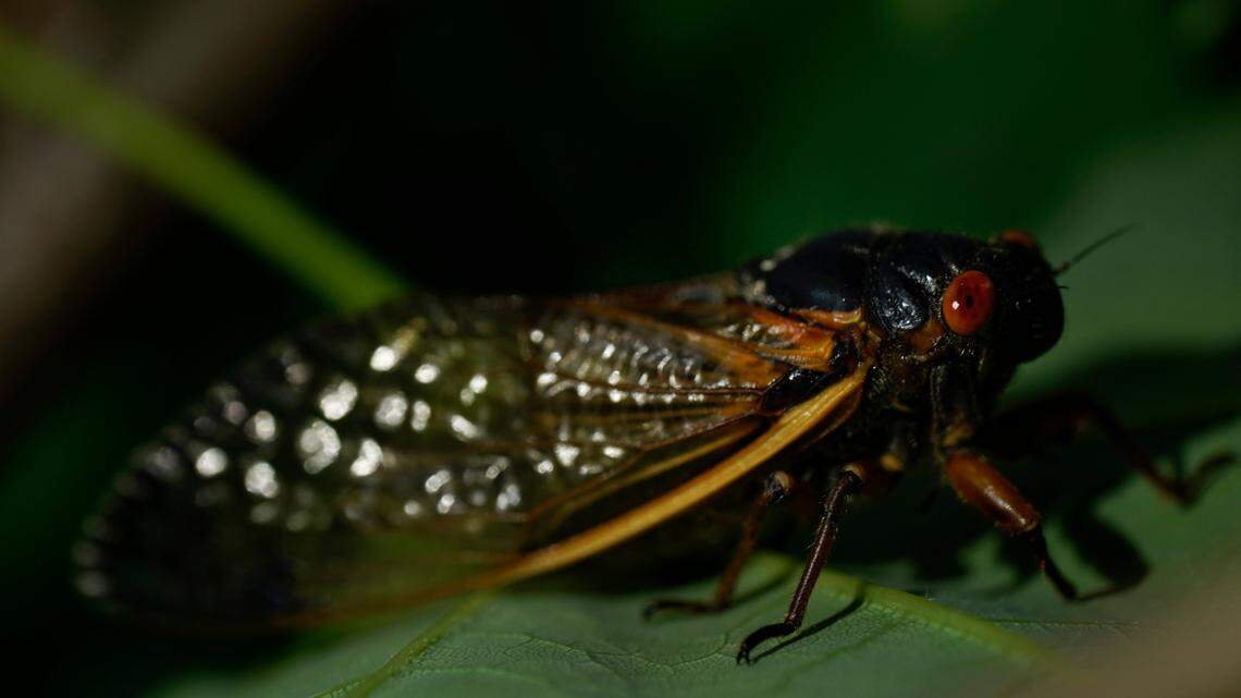 An adult cicada is seen in Washington on Thursday, May 6. Emergency officials in a Georgia county say they’ve received multiple 911 calls about “alarms” that are likely just Brood X cicadas. (AP Photo/Carolyn Kaster)